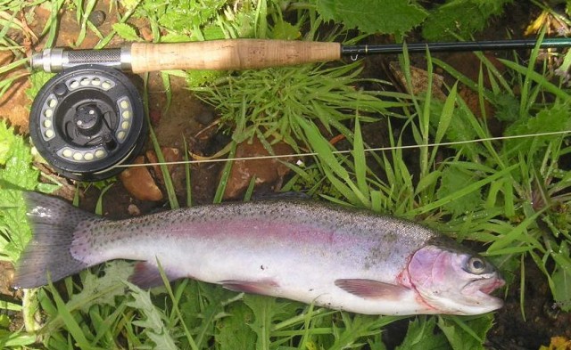 Nice Rainbow Nice Rainbow